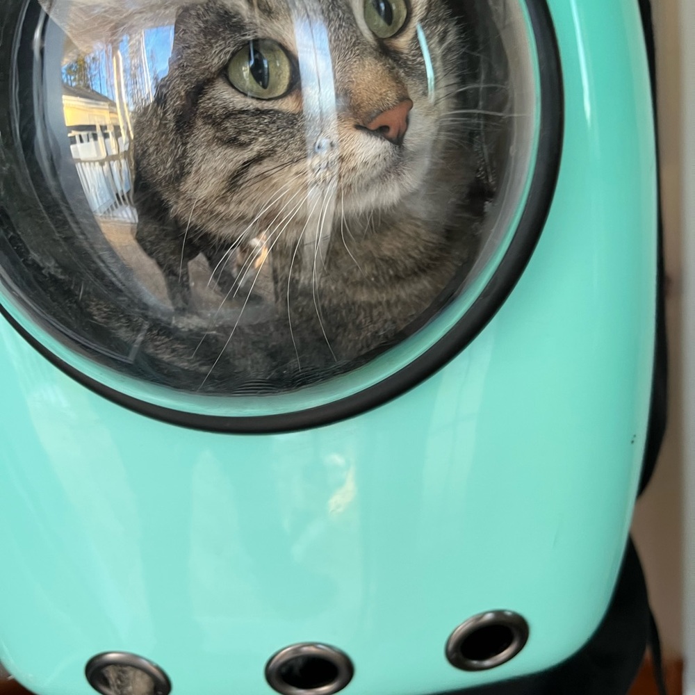 Pet Bubble Backpack/Carrier🐾